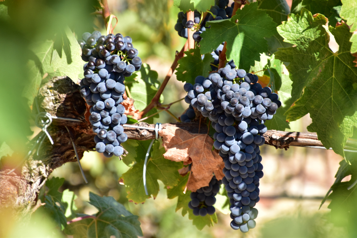 uva-garnacha