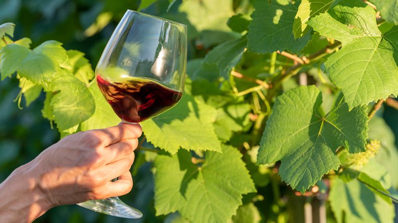 vino-ecologico